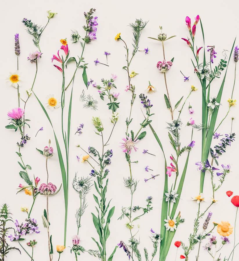 Creative Chat by Curly Carrot with Kriss MacDonald - Botanical Art Photography | Algarve wild flowers